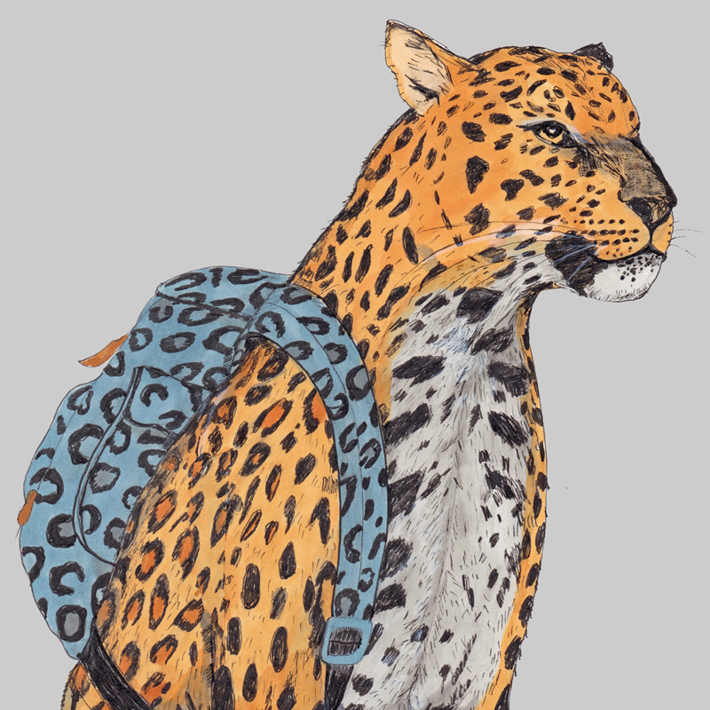 Leopard 